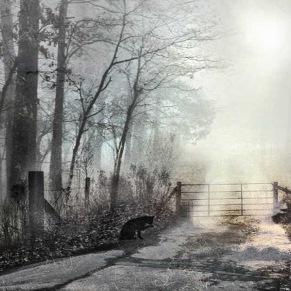 MISTY PATH to NOWHERE - Poetic Romantic Rustic Foggy Forest Lane Mysterious Black Cat Steel Blue & Gray Tones Signed Fine Art Photograph