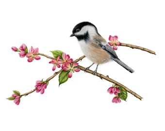 Black-capped Chickadee - Watercolor