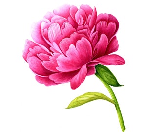 A gorgeous fuchsia Peony in full flower.   - Watercolor Painting