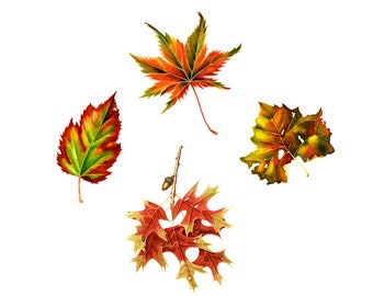 Autumn Leaf Note Cards