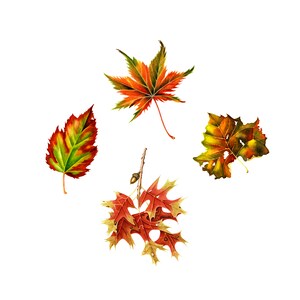 Cartes de notes Feuille d'automne