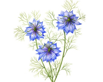 Nigella or Love-in-a-Mist - Watercolor Painting