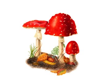 Red Mushrooms - Amanita muscaria, watercolor painting