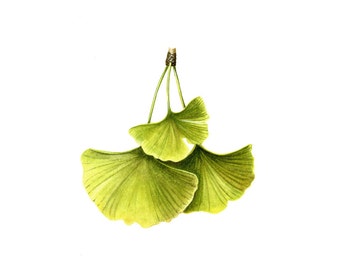 Ginkgo Leaf, watercolor painting