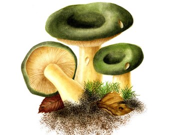 Green Mushrooms - Russula Aeruginea, watercolor painting