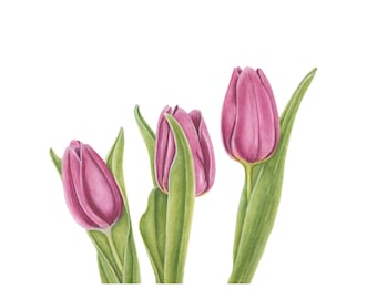 Three Pink Tulips for the Spring - Watercolor Painting