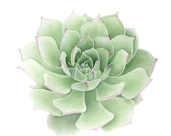 Echeveria Silver Moon - Watercolor