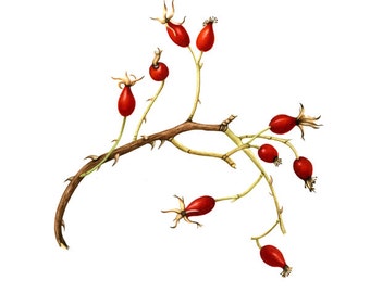 Rose Hips, simple and elegant - Watercolor Painting