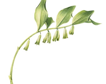 An Arching Spray of Solomon Seal - Watercolor Painting