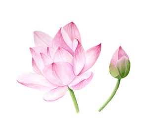 Lotus Blossom, watercolor painting