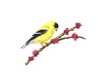 Goldfinch on an Eastern Redbud Branch - Watercolor