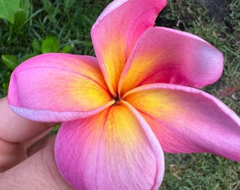 Könnte beinhalten: Nahaufnahme einer leuchtenden Plumeria-Blüte. Die Blütenblätter gehen von einem leuchtenden Rosa an den Rändern zu einem warmen Gelb in der Mitte über. Die Blüte wird vor dem Hintergrund von grünem Gras und Blättern gehalten.