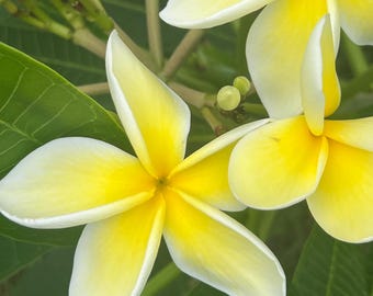 Big Sale-plumeria 8-12 Inch Fresh Cutting Wasy to Root and Grow
