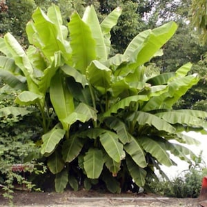 Basjoo Banana Tree – Cold Hardy Musa – Live Starter Plant Small Rooted