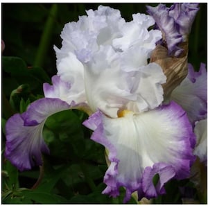 Bulbos de ÍRIS BARBUDA de cor branca e roxa MISTA