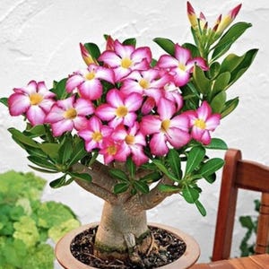 Desert Rose Seeds Mix – 5 Adenium Obesum USA Free Ship