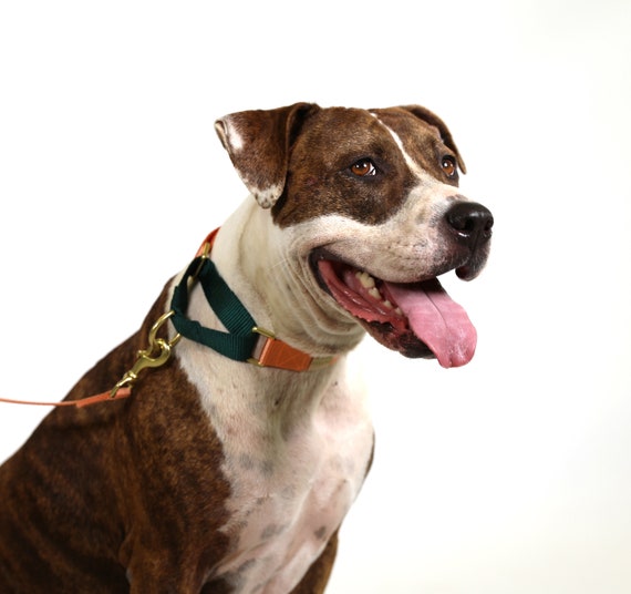 etsy martingale collar