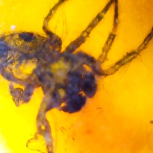 May include: A preserved spider encased in amber. The spider is dark in color with visible legs and body details. The amber has a bright yellow-orange hue, creating a striking contrast with the spider.