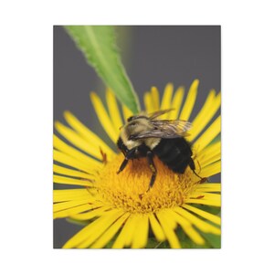 Bee Canvas Wall Art: Rustic Honeybee Print, Nature Home Decor