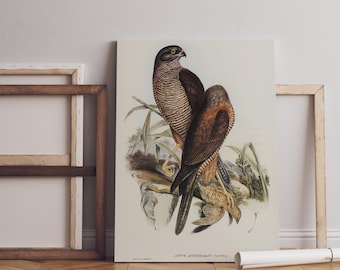 Impresión de ilustración vintage de halcón: arte mural de pájaro halcón, decoración ornitológica