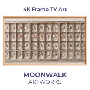 Puede incluir: Una obra de arte enmarcada que presenta una colección de conchas marinas dispuestas en una cuadrícula de madera. Cada concha está etiquetada con un nombre científico. La obra se titula "4K Frame TV Art" y "MOONWALK ARTWORKS".
