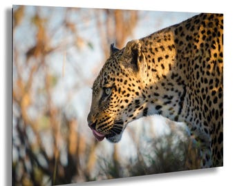 Impresión fotográfica de retrato de leopardo: Arte mural de vida silvestre de safari africano
