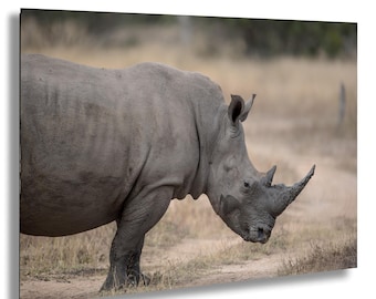 White Rhino Photography Print, African Wildlife Art, South Africa