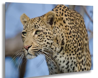 Male Leopard Photography Print: South Africa Safari Wildlife Art