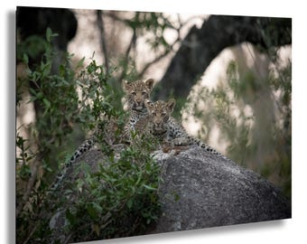 Impresión fotográfica de cachorros de leopardo: Arte mural de vida silvestre de safari africano