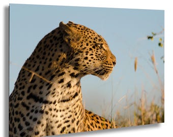Golden Hour Leopard Photo Print - African Safari Wildlife Wall Art