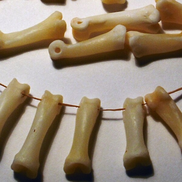 Lot of 10 Genuine Coyote Bones, Clean, Drilled