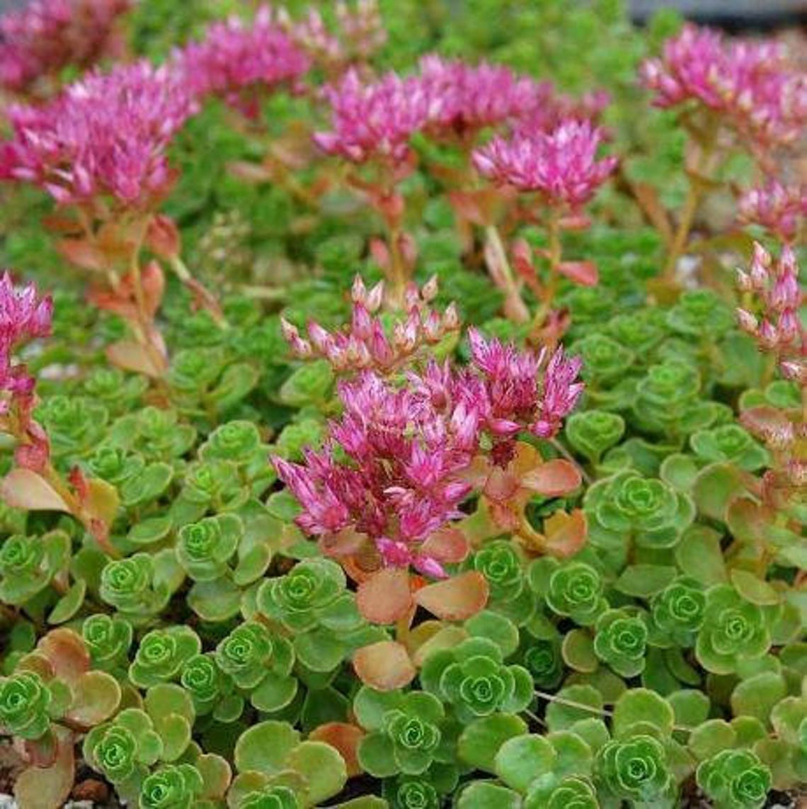 Sedum spurium 'John Creech' . Live forever 2 row Etsy