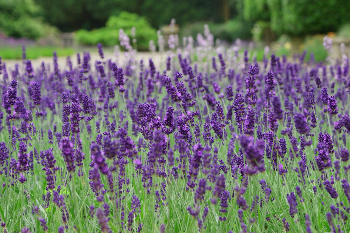 Lavender plant 3 live plants Lavandula Munstead Live plant