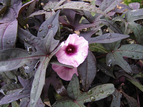 Sweet Potato Vine Blackie Ipomoea Batatas Visit My Etsy