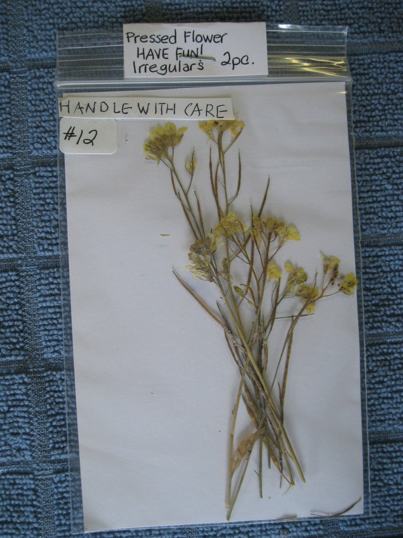 Irregulars Bulk Limited Series #12 Pressed Flower HAVE FUN