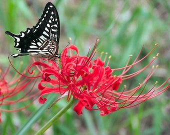 Red Spider Lily, Lycoris Radiata, Magic Lily Amaryllis Heirloom Bulbs, Set of 2