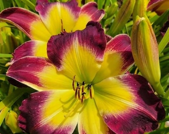 Daylily 'Laura Harwood' Vivid Deep Purple 7" Fragrant Blooms, 23" Flower Scapes