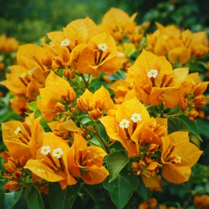 Bougainvillea Yellow - Etsy