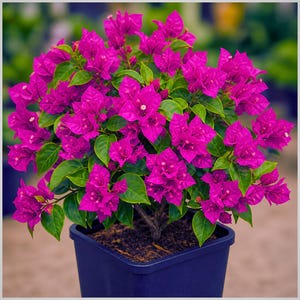 Thornless Bougainvillea - Etsy