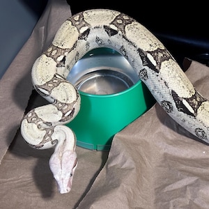 Reptile non-tipping water bowl holder, for 16oz deli cups