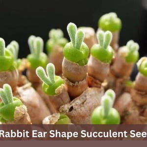 May include: Close-up of a cluster of succulent plants with green, rabbit-ear-shaped leaves. The plants have brown stems and are surrounded by small pebbles. The image includes the text "100 Rabbit Ear Shape Succulent Seeds".
