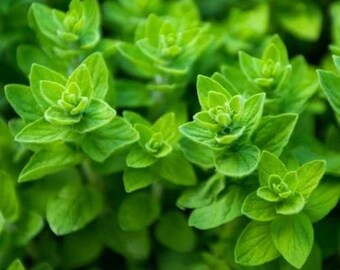 Semillas de orégano común: una hierba culinaria tradicional sin OMG