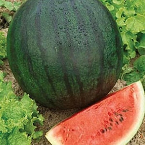 Sugar Baby Watermelon Seeds | Heirloom / Non-GMO | Sweet Mini Melons | Free Shipping