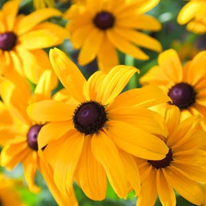 Black Eyed Susan Seeds | Heirloom Perennial Rudbeckia | Non-GMO Flower Seeds
