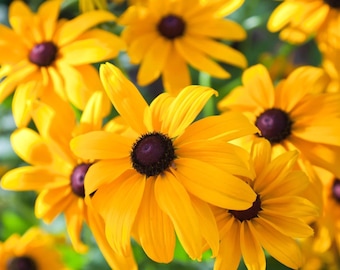 Black Eyed Susan Samen | Heirloom Staude Rudbeckia | Blumensamen ohne GMO