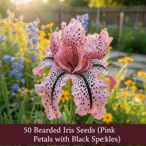 Può includere: Un fiore di iris barbato rosa con petali arricciati caratterizzati da macchie nere e segni centrali scuri. Il testo in basso recita 50 Bearded Iris Seeds (Pink Petals with Black Speckles).