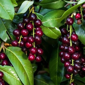 25 Black Cherry Prunus Serotina Tree Seeds to Grow Cherry Trees