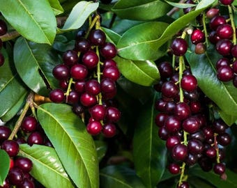 25 Black Cherry Prunus Serotina Tree Seeds to Grow Cherry Trees