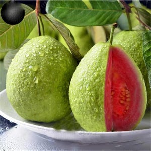 Guava Fruit Bonsai Tree Samen: Exotische Tropenpflanze