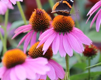 Purple Coneflower Seeds: GGO-vrije echinacea voor bestuivers